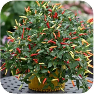 Ornamental Chilli F1 Basket of Fire 1H Floranova