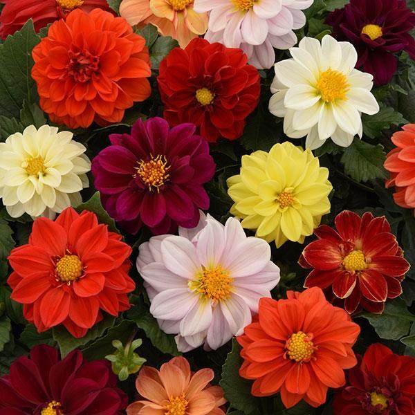 Dahlia Figaro Field Grown Mix 1k PanAm - Image 2