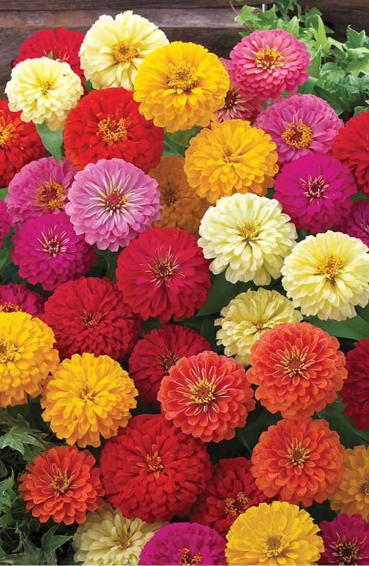 Zinnia F1 Dreamland Mix 5g Takii