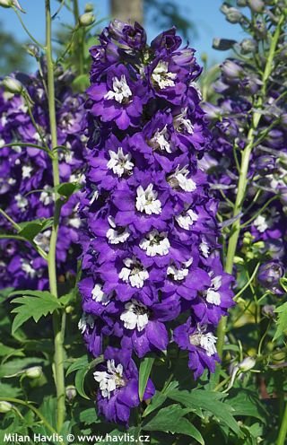Delphinium Elatum Excalibur Dark Blue White Bee 1k Syngenta - Image 2
