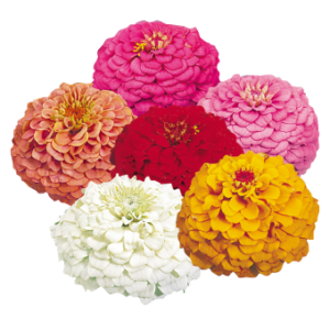 Zinnia Elegans Oklahoma Mix 1k Benary
