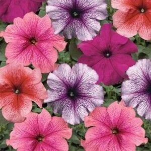 Petunia GF F1 Tritunia Series