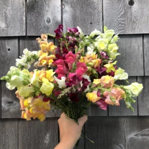 Snapdragon Rocket Mix 1k PanAm