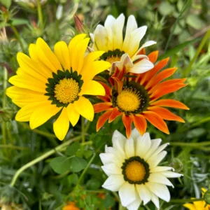 Gazania Splendens Rigens Enorma Mix 1k Tobia