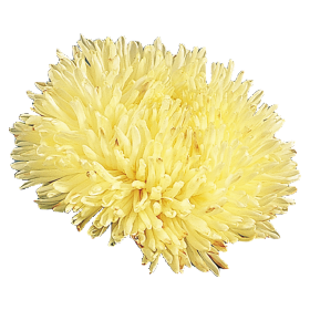 Callistephus Chinensis Gala Series - Image 6