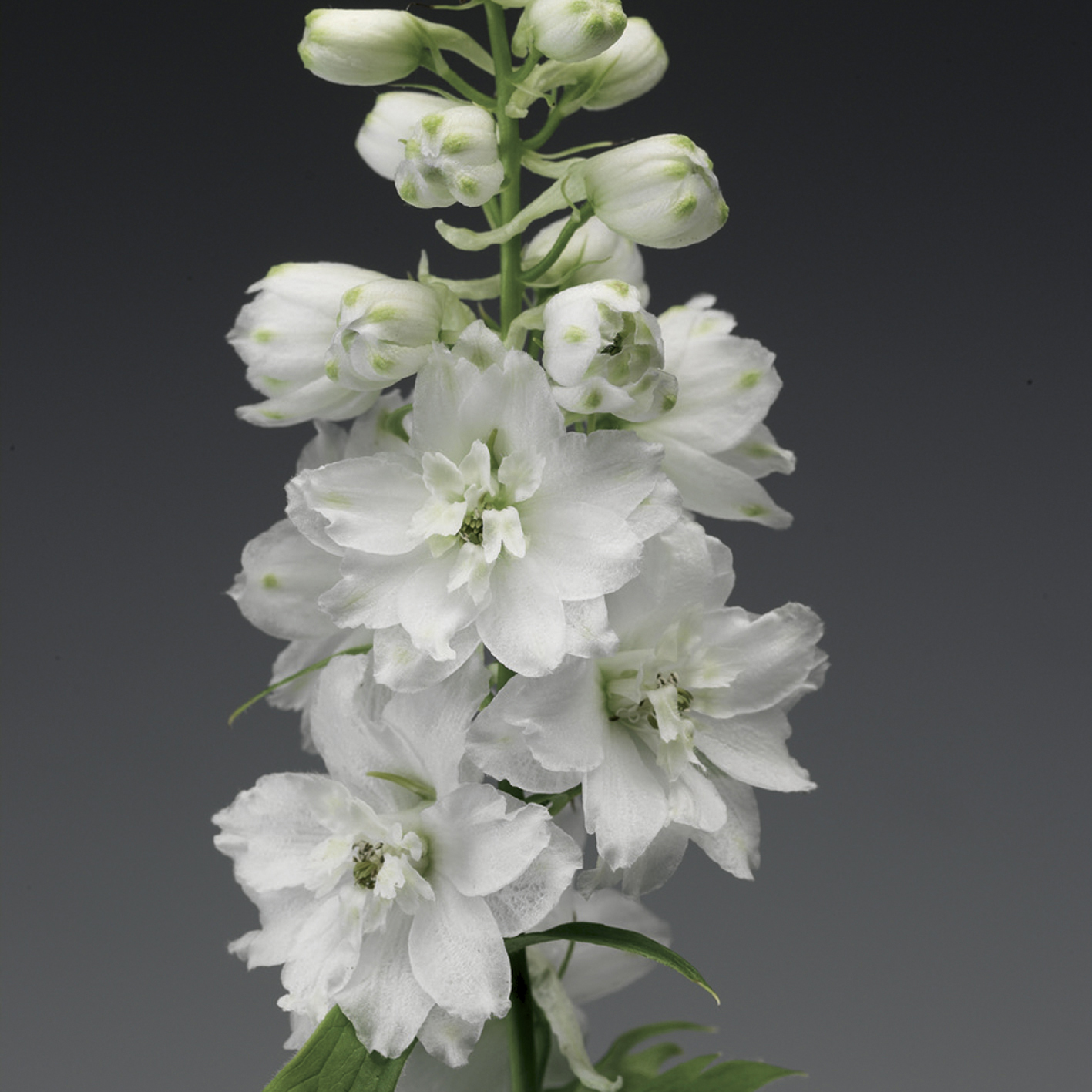 Delphinium Elatum Excalibur Pure White 1k Syngenta - Image 4