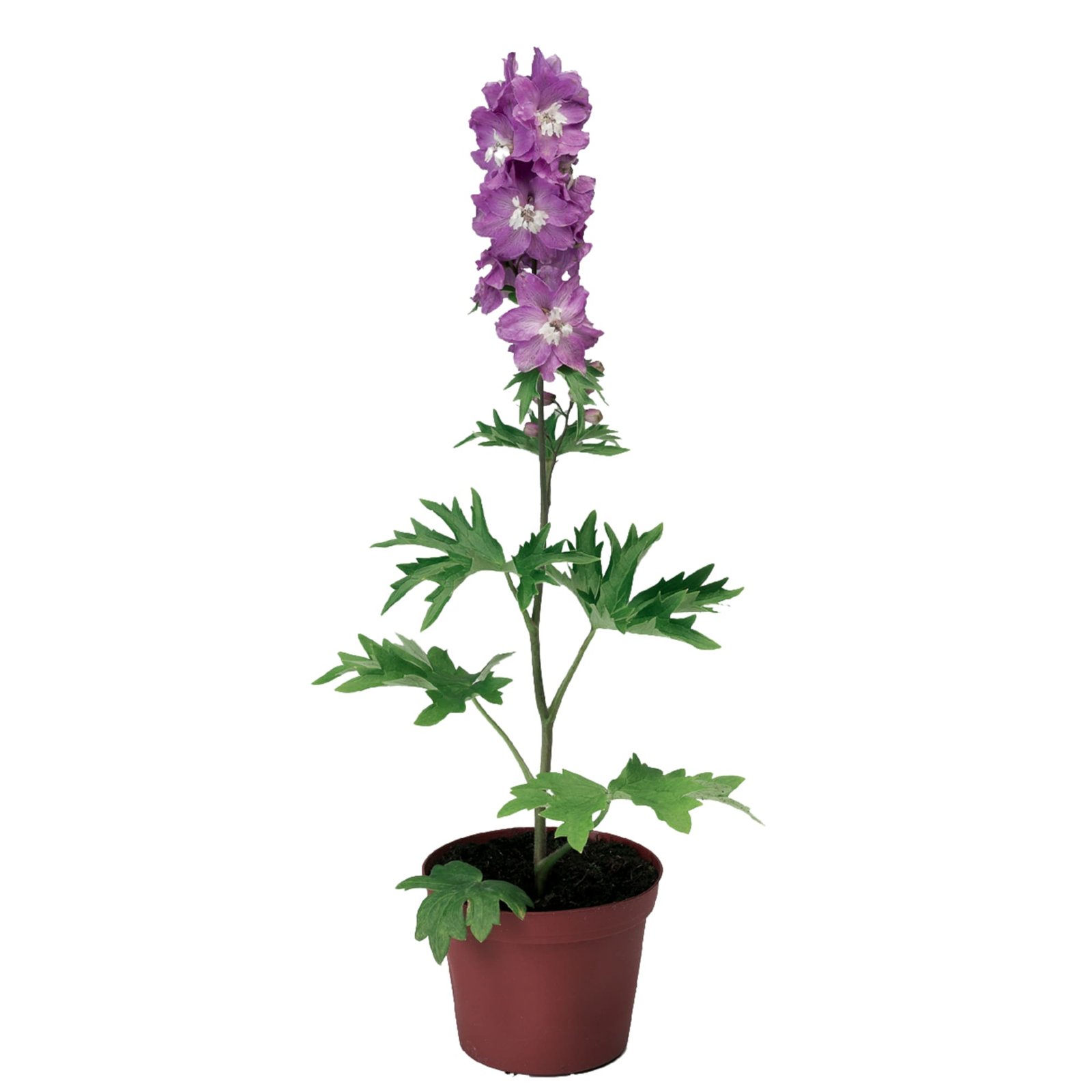 Delphinium Elatum Excalibur Lilac Rose White Bee 1k Syngenta - Image 2