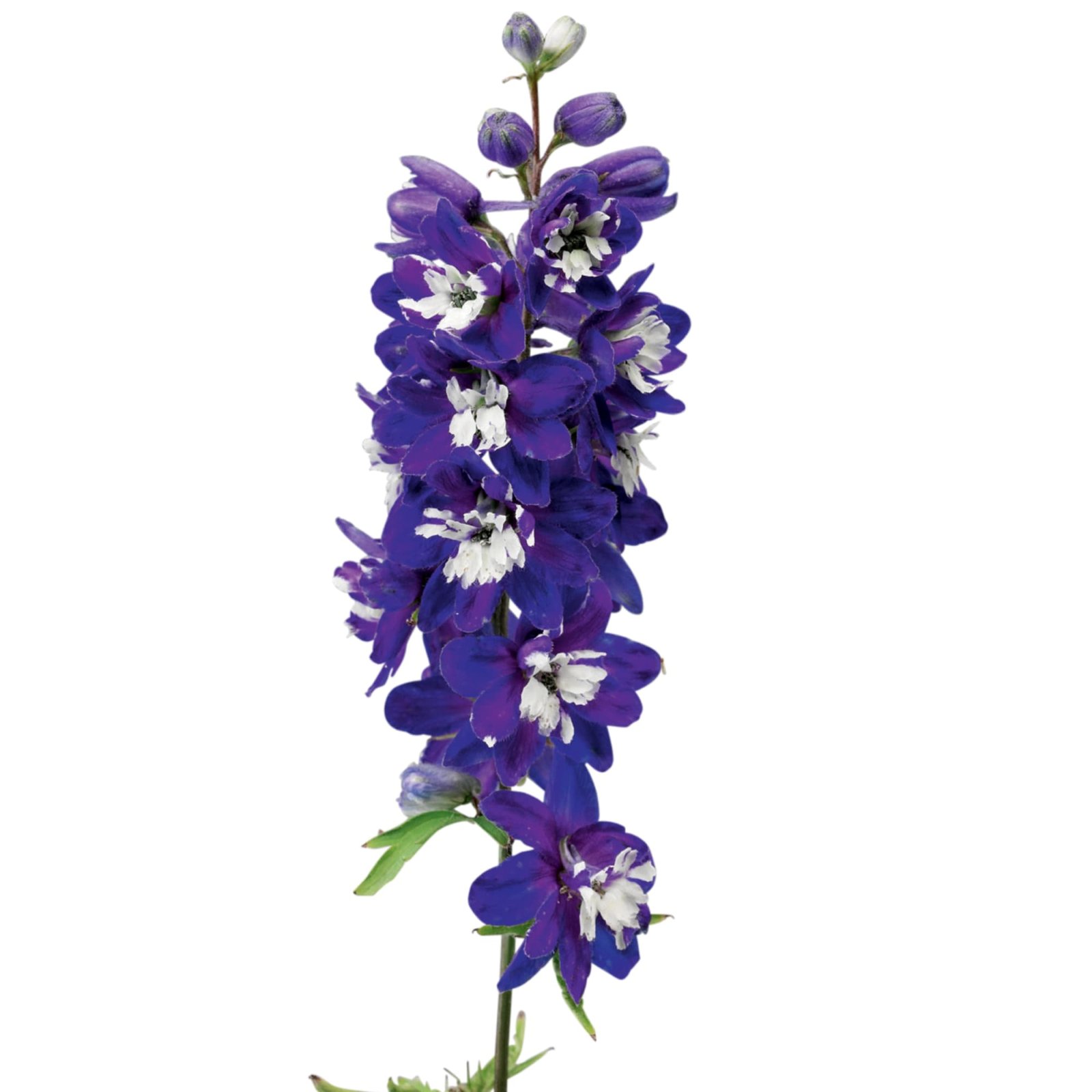 Delphinium Elatum Excalibar Dark Blue Black Bee 1k Syngenta - Image 3