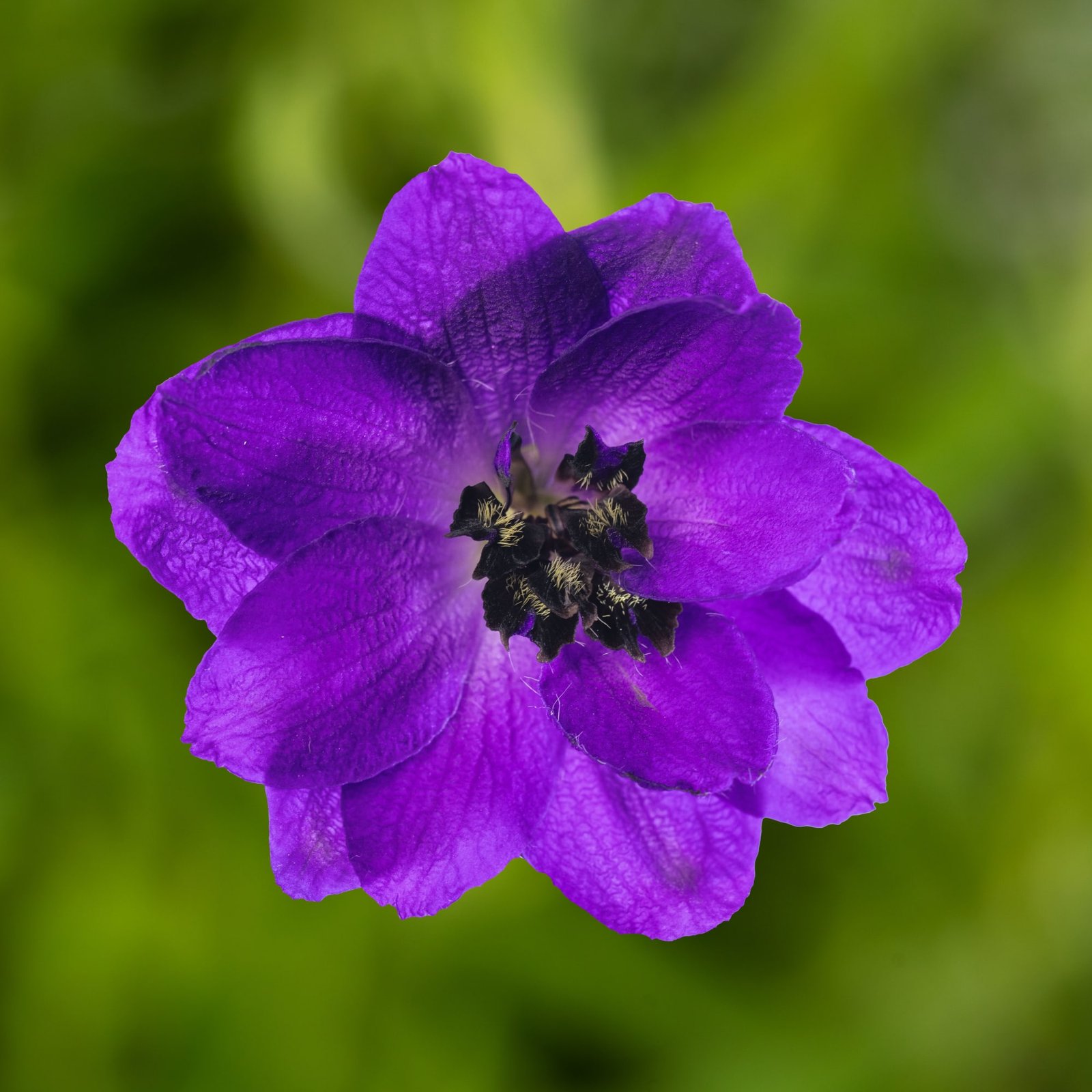 Delphinium Elatum Excalibar Dark Blue Black Bee 1k Syngenta - Image 2