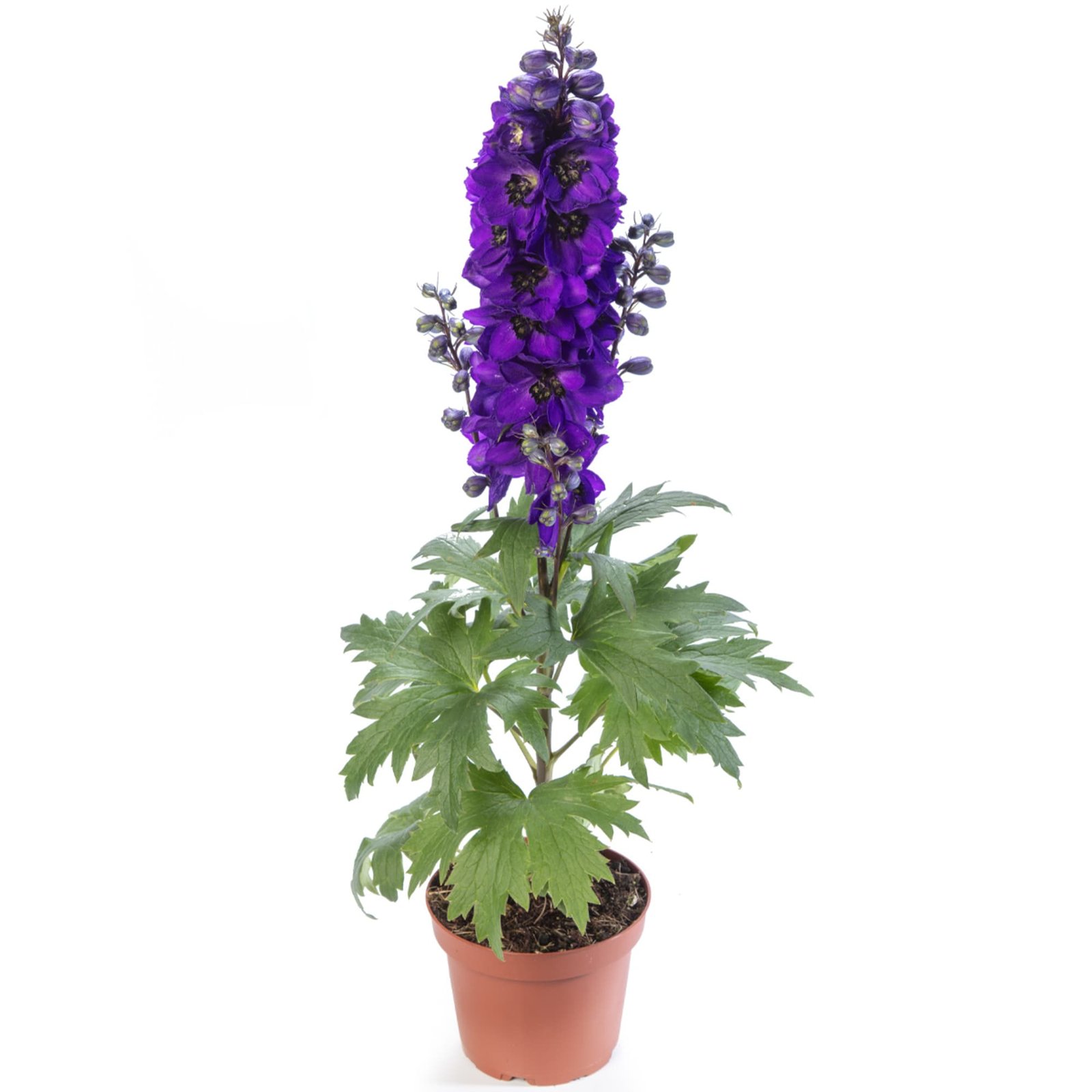 Delphinium Elatum Excalibar Dark Blue Black Bee 1k Syngenta