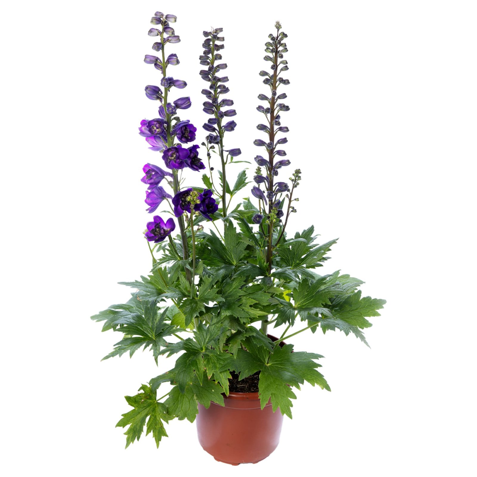 Delphinium Elatum Delphina Series