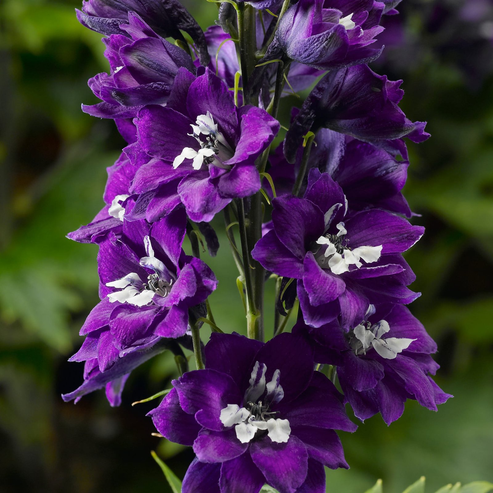 Delphinium Elatum Delphina Series - Image 2