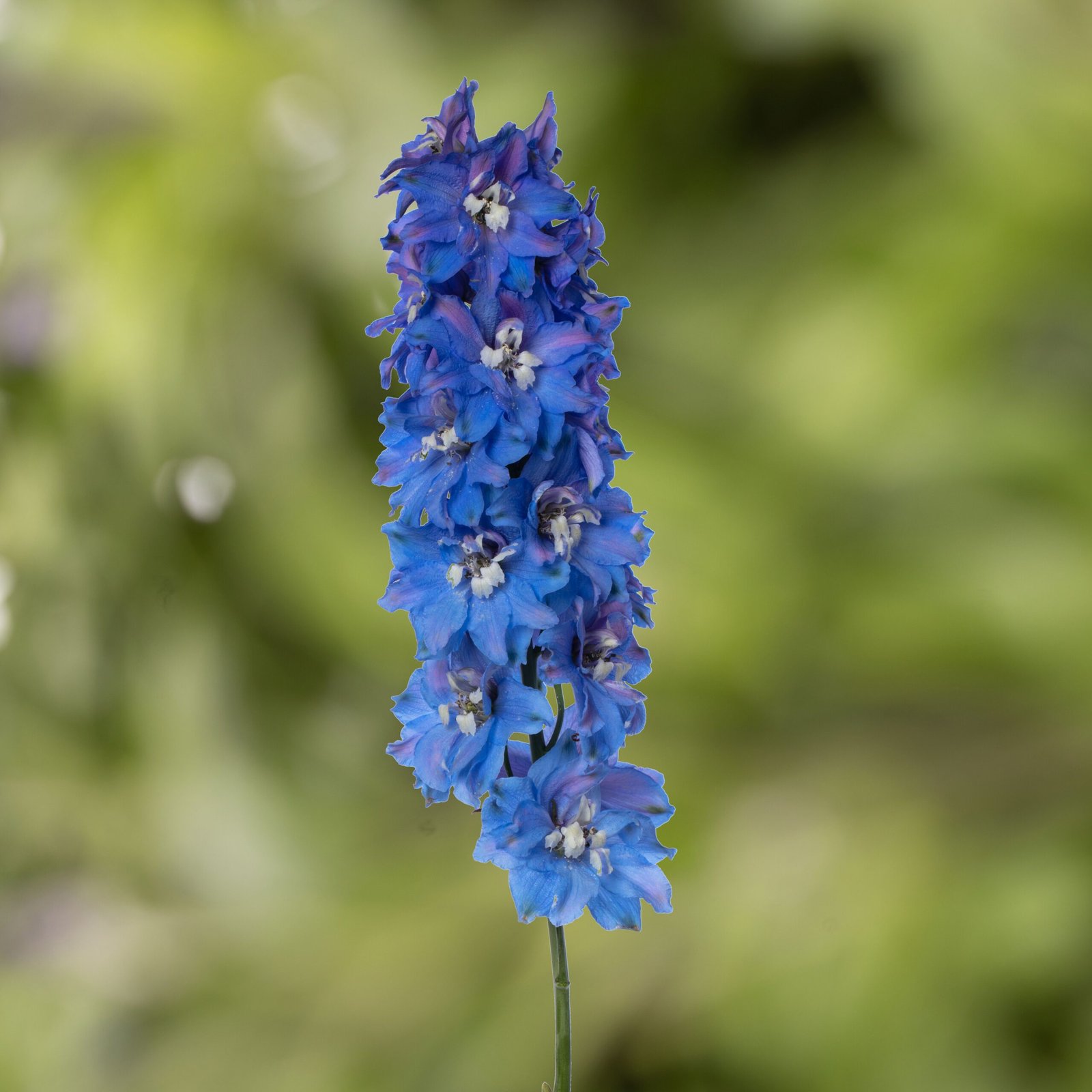 Delphinium Elatum Delphina Series - Image 3