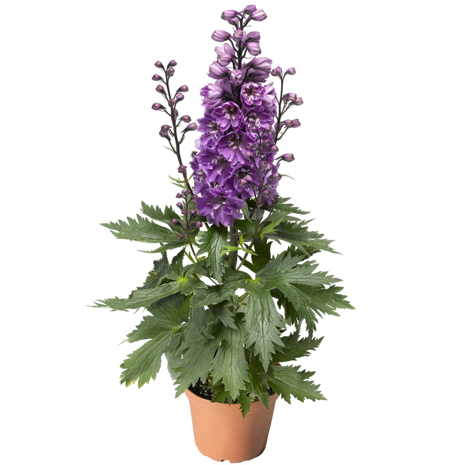 Delphinium Elatum Delphina Series - Image 4