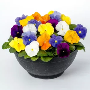 Pansy Delta Pro All Colors Mix 1k Syngenta