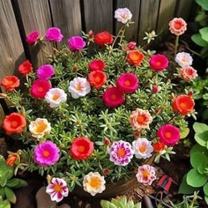 Portulaca Gradiflora Sundial Mix 1k Tobias