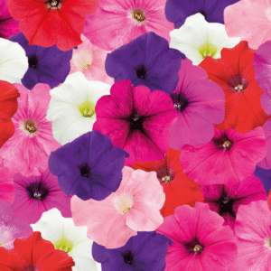 Petunia Hybrida Success TR Maxi Mix 5H Benary