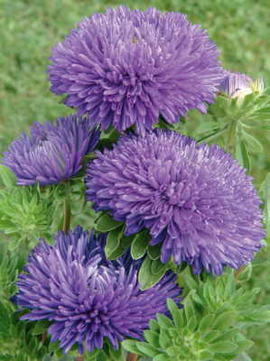 Callistephus Chinensis Gala Series - Image 2