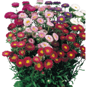 Callistephus Chinensis Fan Mix 1k Benary