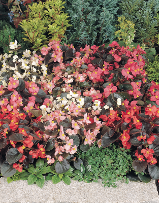Begonia F1 Semperflorens Cocktail Mix 1k Benary