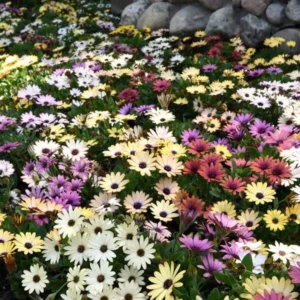 Osteospermum Akila Grand series