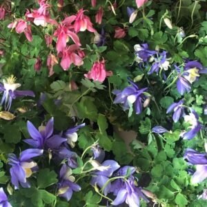 Aquilegia Spring Magic Mix 1k Benary