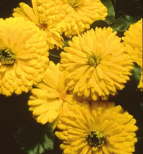 Calendula Officinalis Bon Bon