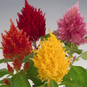 Celosia Plumosa Glorious Mix 1k Benary
