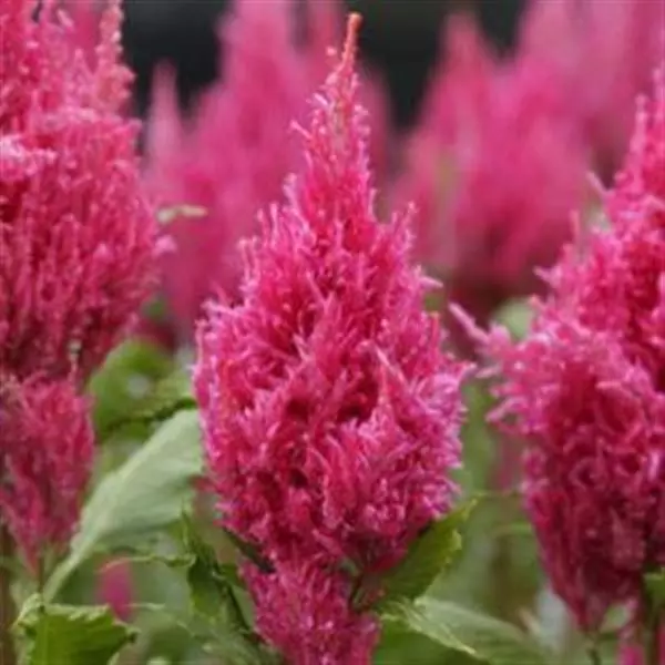 Celosia Plumosa Sunday Series - Image 5