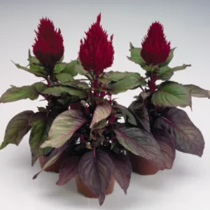 Celosia Plumosa (Red) New Look 1k Benary