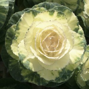 Flowering Cabbage F1 Condor Series