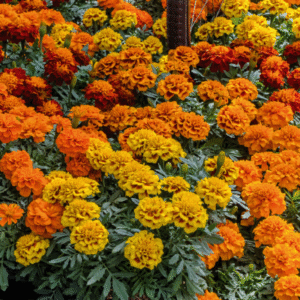 French Marigold Super Hero Series