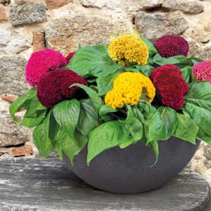 Celosia Cristata Brainiac Series