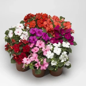 Impatiens Walleriana F1 Balance Perfect Mix 1k Hem Genetics