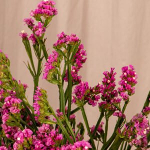 Limonium sinuatum Hipster Series