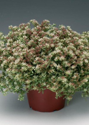 Sedum Slilver Frost 1K Syngenta