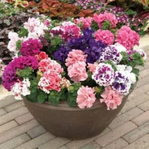 Petunia Double Cascade Mix 1k PanAm