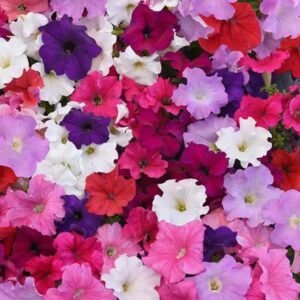 Petunia GF F1 Supercascade Series
