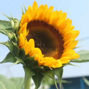 Sunflower Sunshine Orange with Black Center 1k K.Y