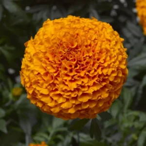 Marigold F1 Inca Series
