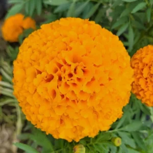 Marigold F1 Angel Series