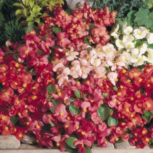 Begonia F1 Semperfloren Super Olympia Mix 1k Benary