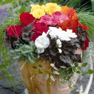 Begonia Tuberhybrida Nonstoop Mocca Mix 1k Benary