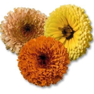 Calendula Off Touch of  Red Mix 1k
