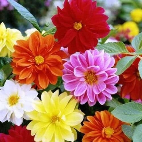 Dahlia Variabilis Garden Pride Mix 1k Benary - Image 2