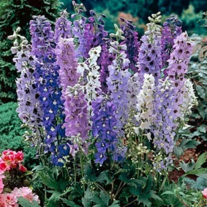 Delphinium Elatum Magic Fountains Mix 1k Benary