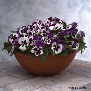 Pansy F1 Majestic Giants Series