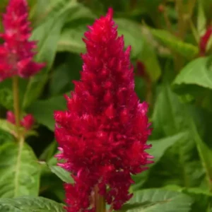 Celosia Plumosa Sunday Series