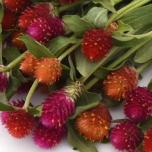 Gomphrene Qis Mix 1k PanAm