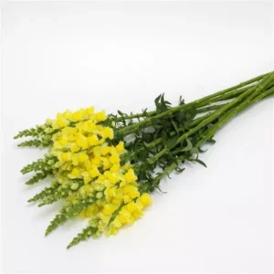 Snapdragon Cutflower Potomec Yellow 1k PanAm